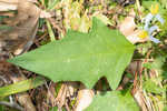 Horse nettle